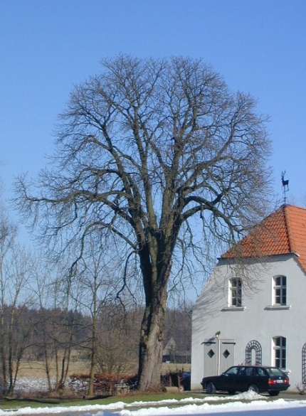 Bild 2 von Kastanie am Schloß Marienloh